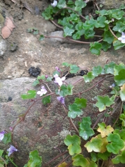 Cymbalaria muralis