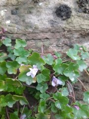 Cymbalaria muralis