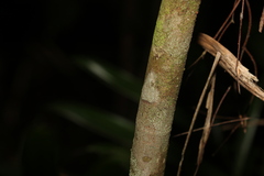 Uromyrtus tenella
