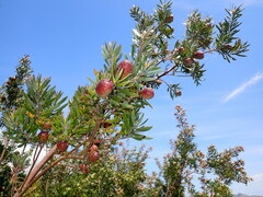 Leucadendron conicum