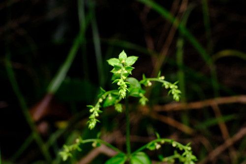 Image of Shade Raspwort (Gonocarpus humilis) by (c) Peter Crowcroft, some rights reserved (CC BY)