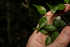 Uromyrtus tenella
