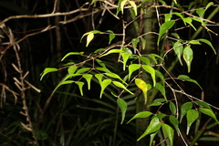 Uromyrtus tenella