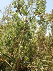 Leucadendron conicum