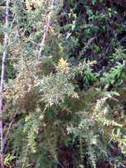 Ulex jussiaei