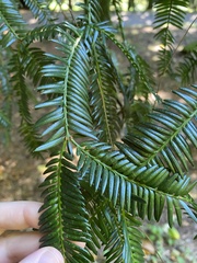 Taxaceae