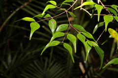 Uromyrtus tenella