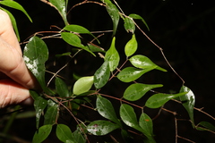 Uromyrtus tenella