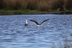 Larus dominicanus dominicanus