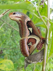Attacus atlas