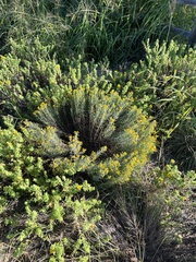 Euthamia gymnospermoides