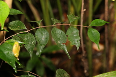 Uromyrtus tenella