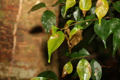 Uromyrtus tenella