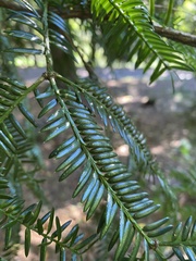Taxaceae