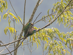 Psilopogon oorti