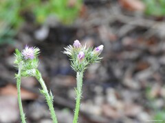 Carduus tenuiflorus