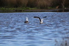 Larus dominicanus dominicanus