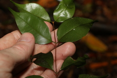 Uromyrtus tenella