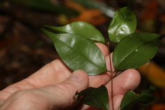 Uromyrtus tenella