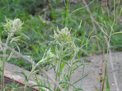 Andryala integrifolia
