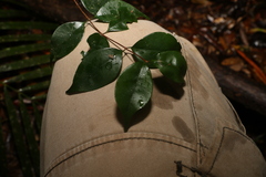 Uromyrtus tenella
