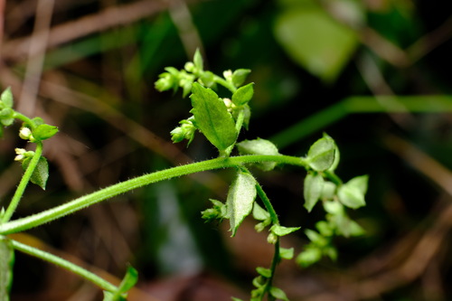 Image of Gonocarpus humilis by (c) Peter Crowcroft, some rights reserved (CC BY)