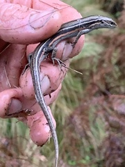 Pseudemoia pagenstecheri