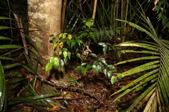 Uromyrtus tenella