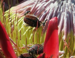 Trichostetha capensis capensis