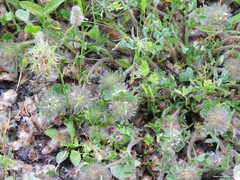 Trifolium stellatum