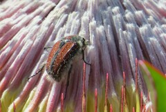 Trichostetha capensis capensis