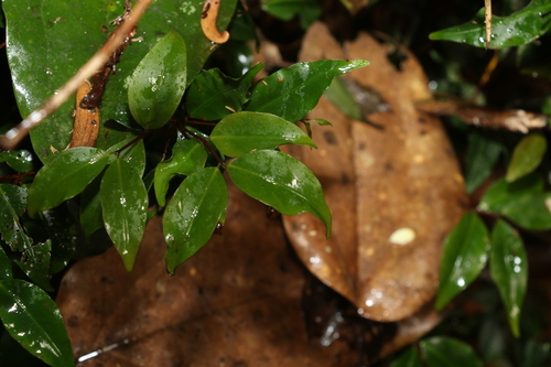 Pilidiostigma tetramerum observed 2022-10-05