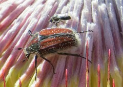 Trichostetha capensis capensis