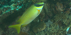 Siganus puellus