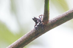 Sandalodes bipenicillatus