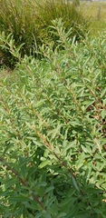 Atriplex paludosa