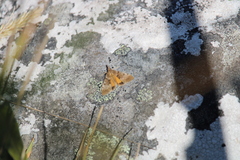 Uresiphita ornithopteralis