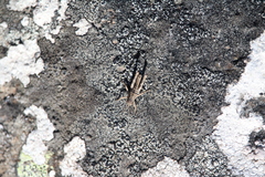 Sigaus campestris