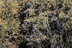 Sophora prostrata