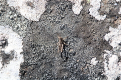 Sigaus campestris