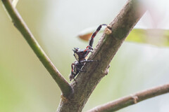 Sandalodes bipenicillatus