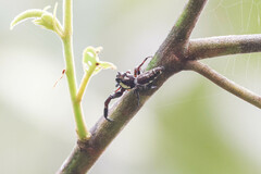 Sandalodes bipenicillatus