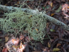 Usnea