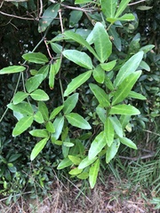 Tetrastigma formosanum