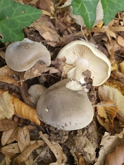 Tricholoma saponaceum