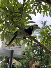 Anthracoceros albirostris