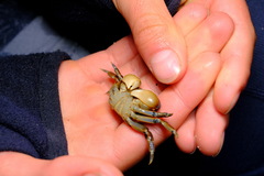 Cyclograpsus granulosus