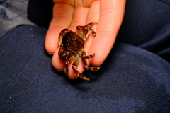 Cyclograpsus granulosus