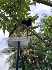 Anthracoceros albirostris