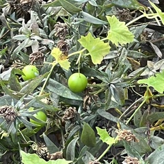 Zehneria japonica